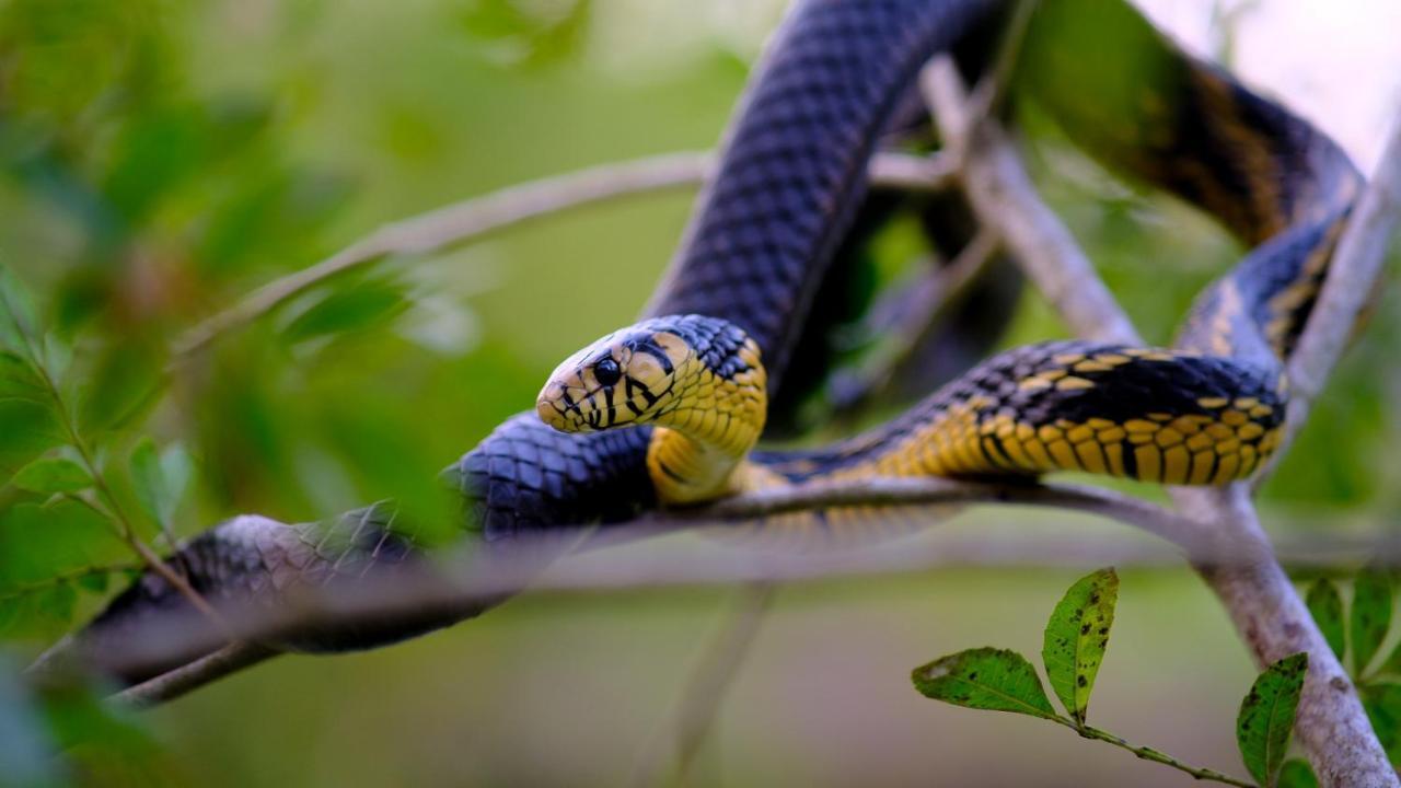 Pousada Salve Floresta Tapiraí Eksteriør billede