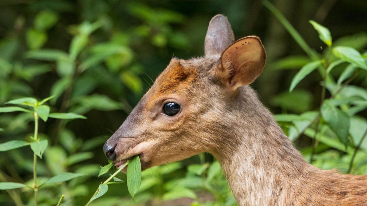Pousada Salve Floresta Tapiraí Eksteriør billede