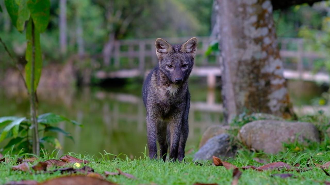 Pousada Salve Floresta Tapiraí Eksteriør billede